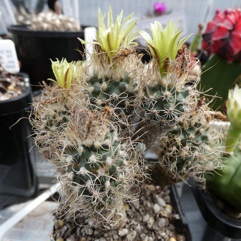 Turbinicarpus krainzianus var minimus 01 23013101.JPG