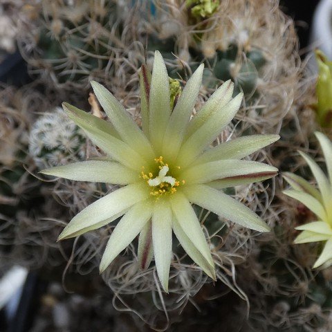 Turbinicarpus krainzianus var minimus 01 23013102.JPG