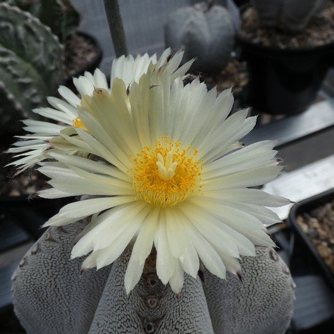 Astrophytum myriostigma cv Onzuka 04 23020502.JPG