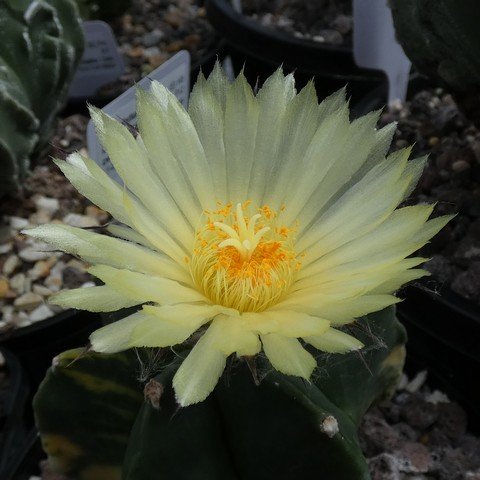 Astrophytum myriostigma var nudum f variegatum 06 23020502.JPG