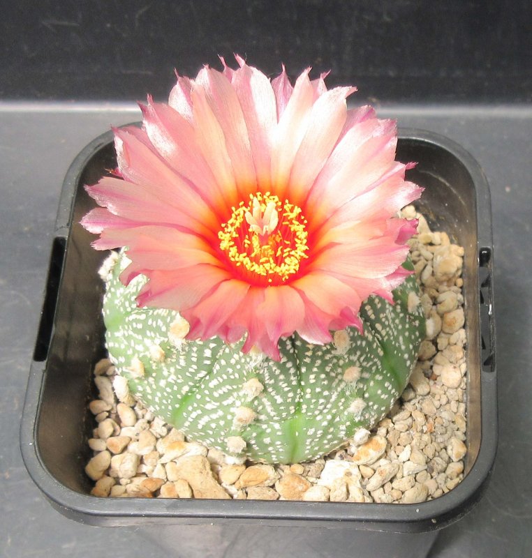 A. hybrid, capricorne x red flowering asterias