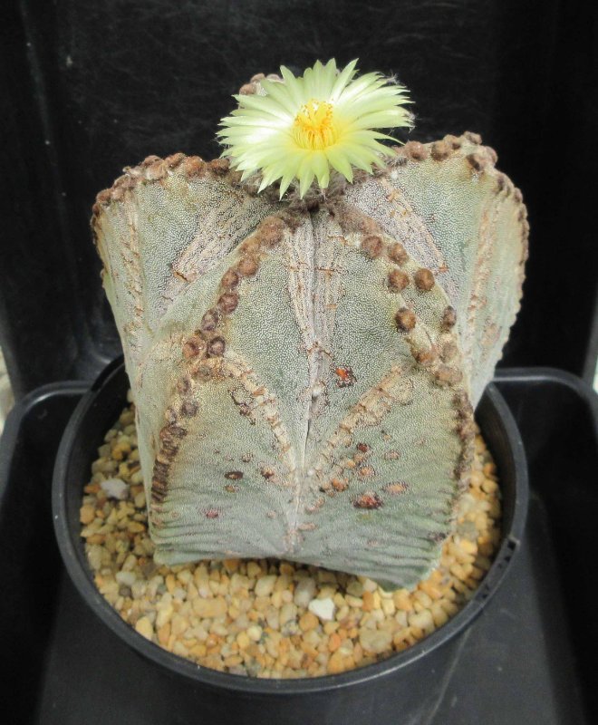 A. myriostigma