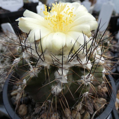 Copiapoa mollicula 01 23020501.JPG