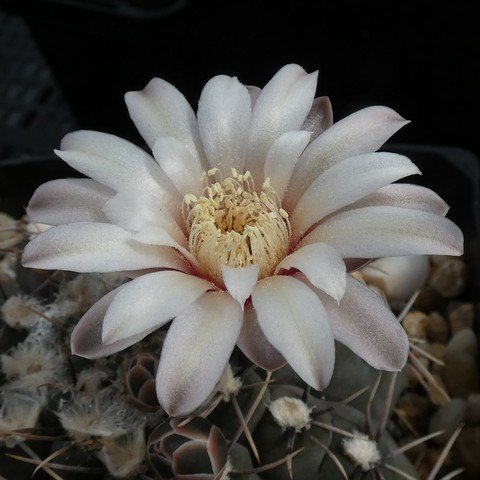 Gymnocalycium moserianum 01 23020502.JPG