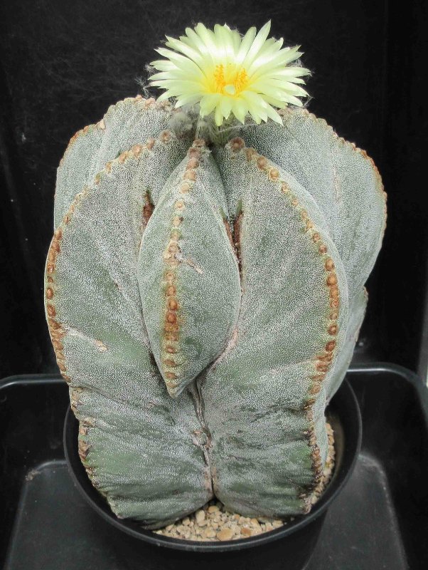 A. myriostigma