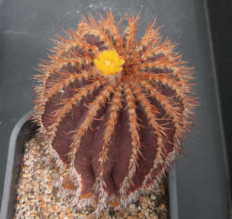 Uebelmannia buiningii