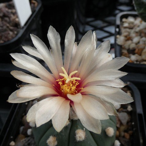 Astrophytum asterias var nudum 04 23020702.JPG