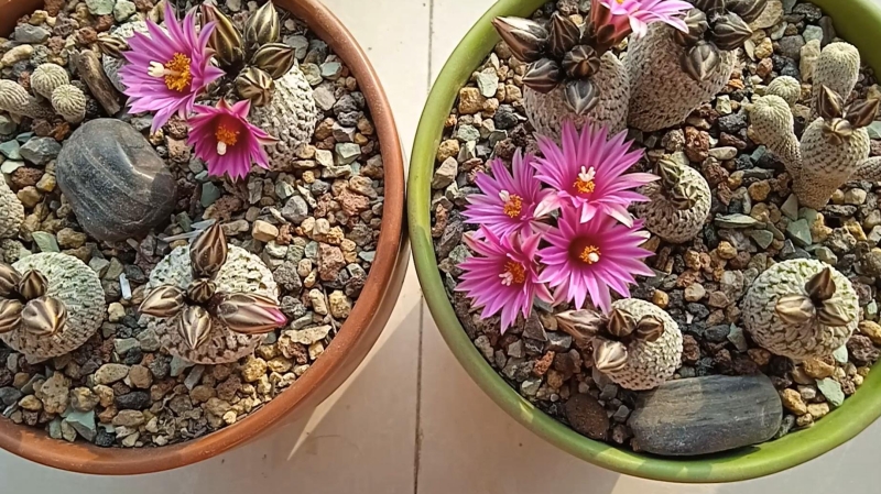 Turbinicarpus pseudopectinatus