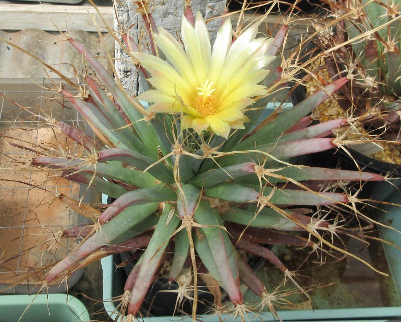 L. principis