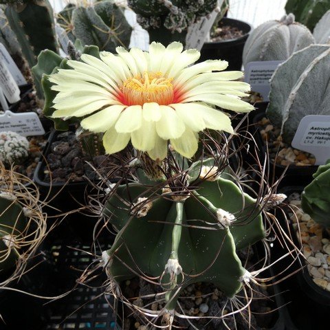 Astrophytum capricorne var minor 01 23020701.JPG