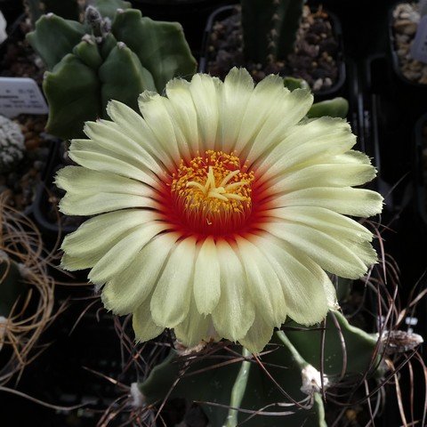 Astrophytum capricorne var minor 01 23020702.JPG