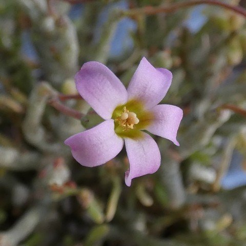 Tylecodon schaeferianus 23021002.JPG