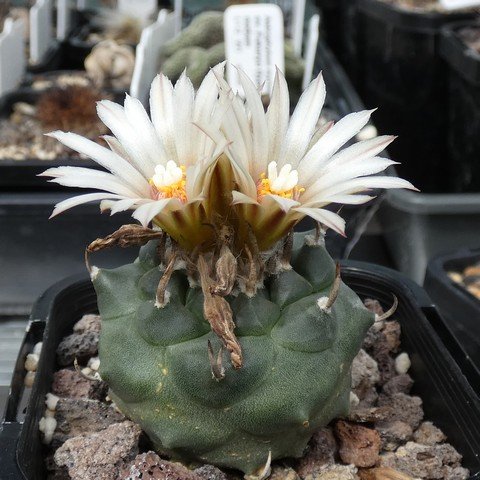 Turbinicarpus klinkerianus var huizache 01 23021001.JPG