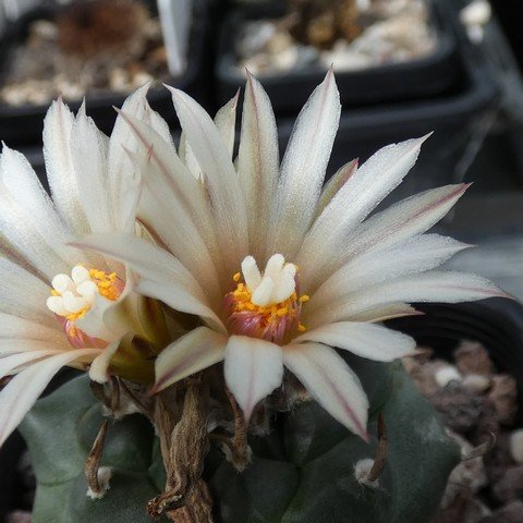 Turbinicarpus klinkerianus var huizache 01 23021002.JPG