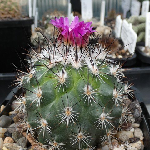 Turbinicarpus viereckii ssp neglectus 02 23021001.JPG