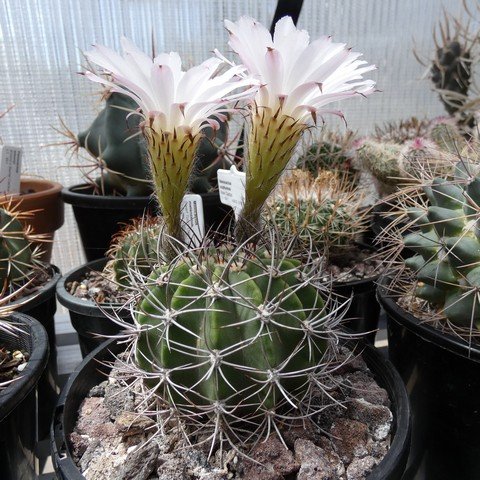 Acanthocalycium peitscherianum 23021201.JPG