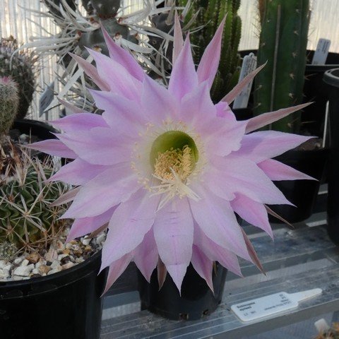 Echinopsis eyriesii 23021102.JPG