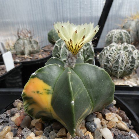 Astrophytum myriostigma var nudum f variegatum 05 23021201.JPG