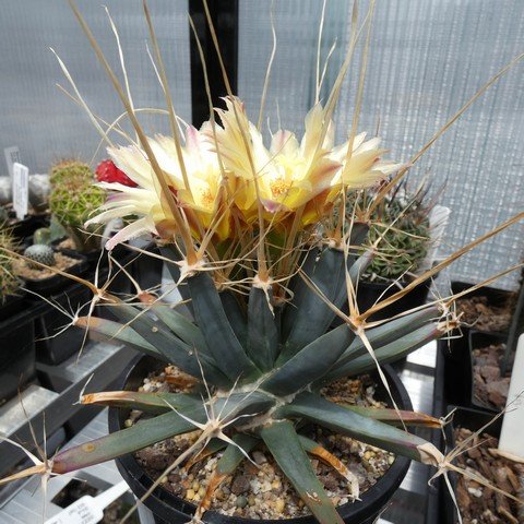 Leuchtenbergia principis 01 23021201.JPG