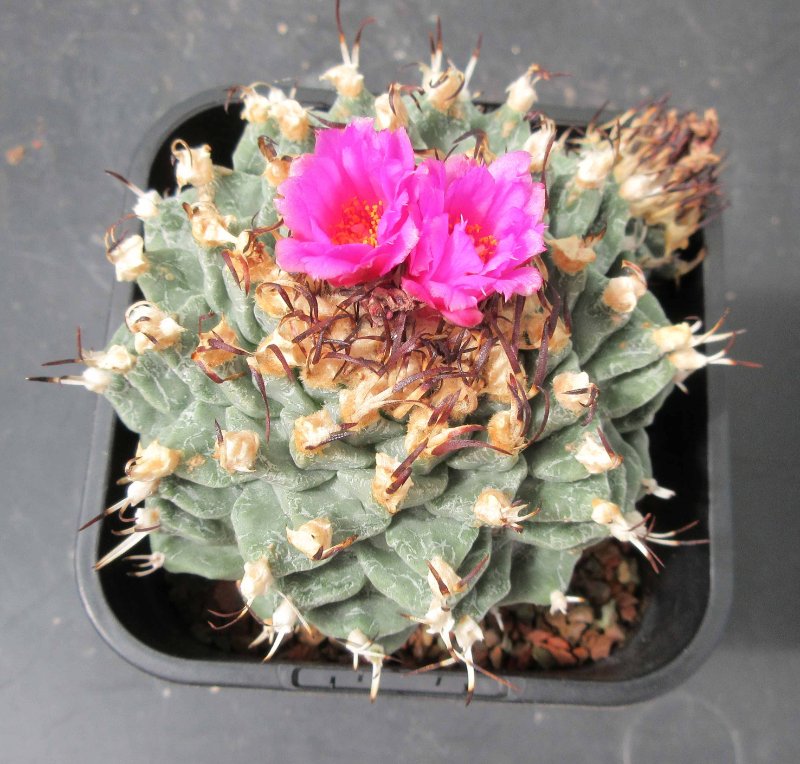 Hybrid cactus