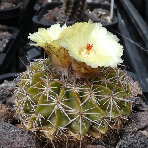 Parodia sellowii var corynodes 23021201.JPG