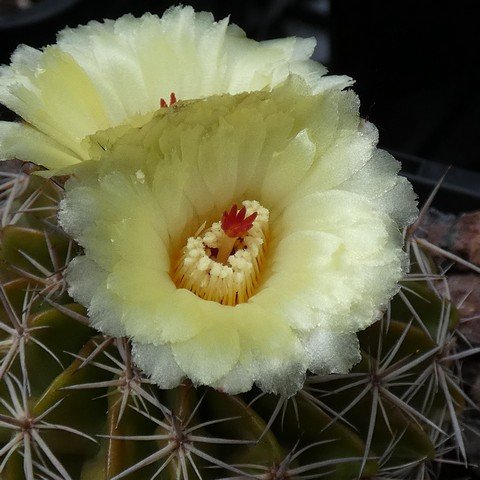 Parodia sellowii var corynodes 23021202.JPG