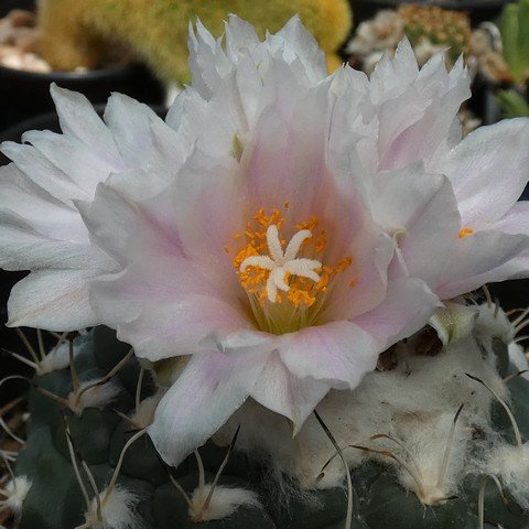 Turbinicarpus lophophoroides 23021202.JPG