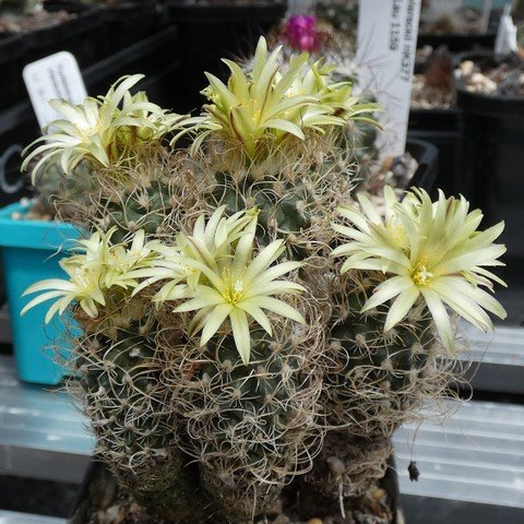 Turbinicarpus krainzianus var minimus 01 23021301.JPG