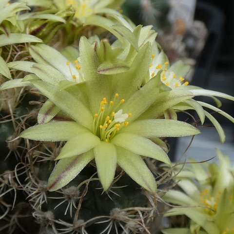 Turbinicarpus krainzianus var minimus 01 23021302.JPG