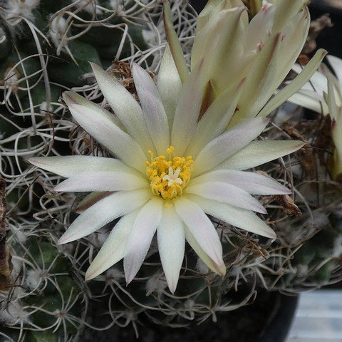 Turbinicarpus pseudomacrochele 01 23021302.JPG