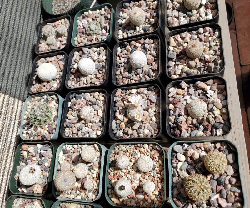 various small Mexican cactus