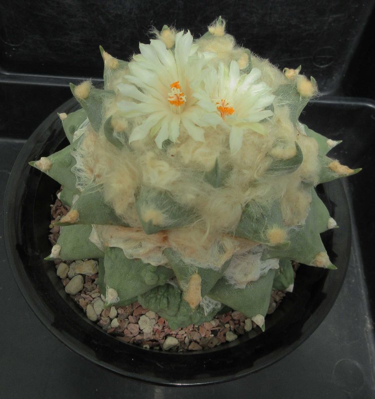 A. retusus v furfuraceus cv Suguri cauliflower