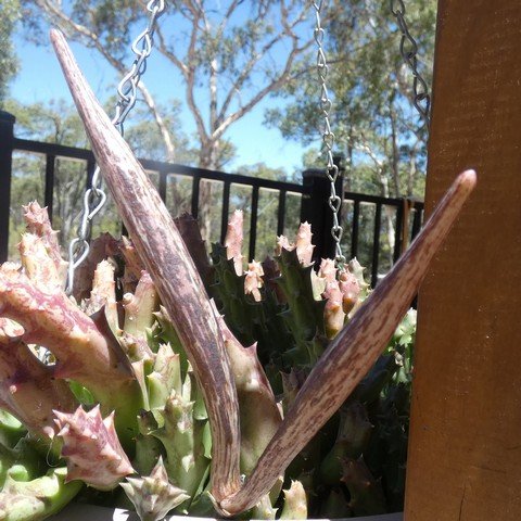 Orbea variegata 23021701 Seedpods.JPG