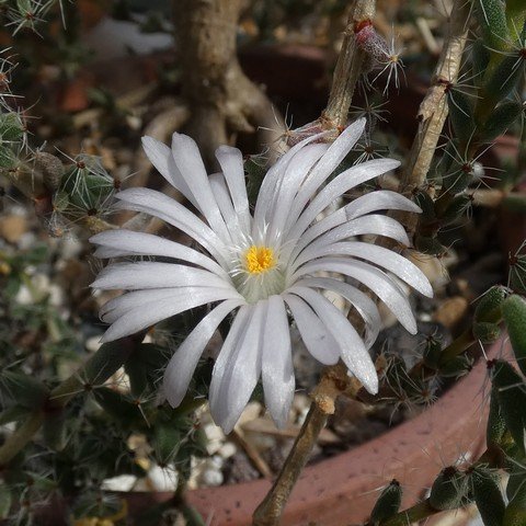 Trichodiadema hybrid (bulbosum x mirabile) 23021902.JPG