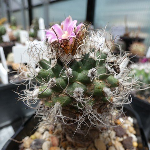 Turbinicarpus pseudomacrochele ssp lausseri 01 23021401.JPG