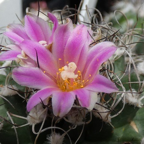 Turbinicarpus pseudomacrochele ssp lausseri 01 23021402.JPG