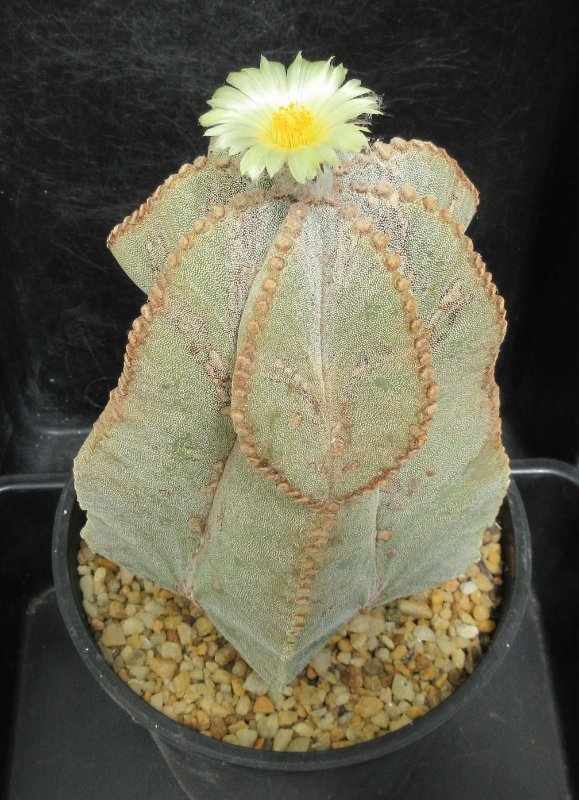 A. myriostigma