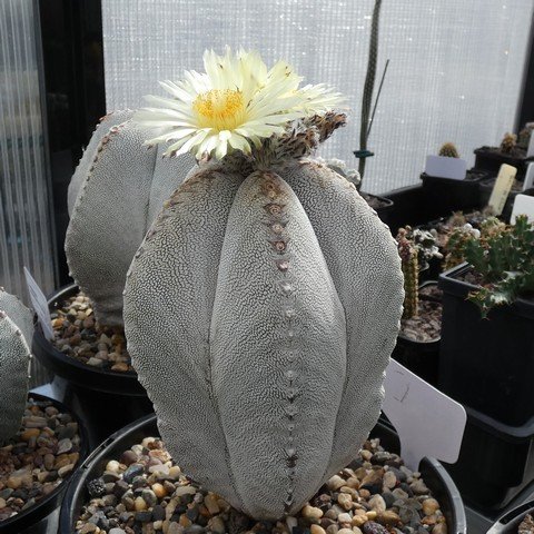 Astrophytum myriostigma cv Onzuka 04 23021901.JPG