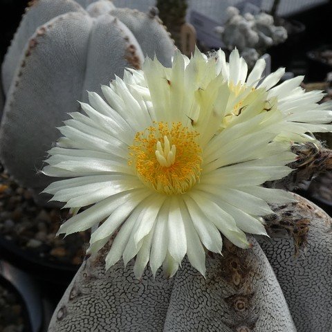 Astrophytum myriostigma cv Onzuka 04 23021902.JPG