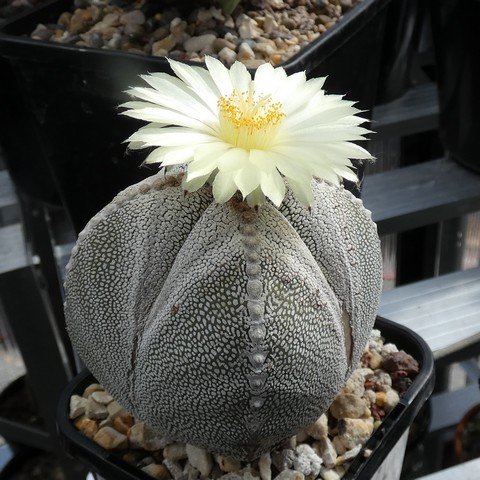 Astrophytum myriostigma cv Onzuka quadricostatum 04 23021901.JPG