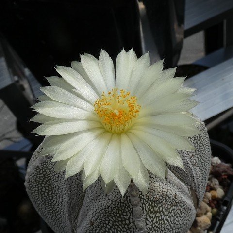 Astrophytum myriostigma cv Onzuka quadricostatum 04 23021902.JPG