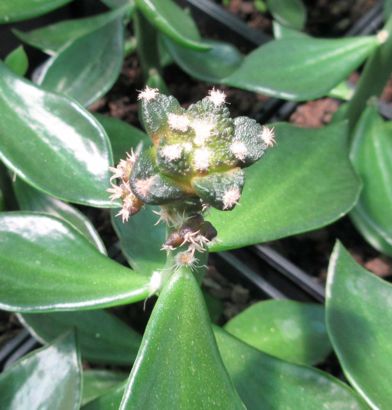 Ariocarpus fissuratus cv godzilla