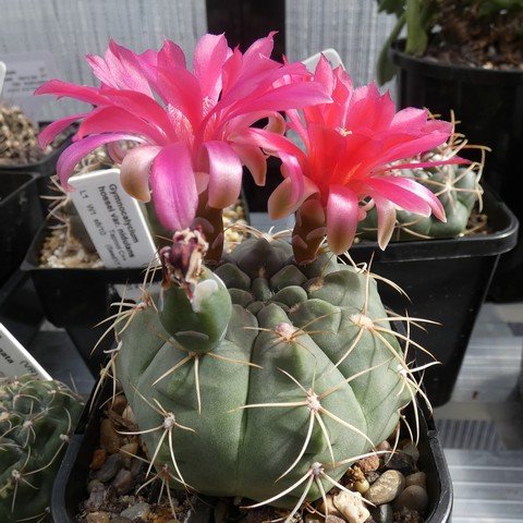 Gymnocalycium baldianum 01 23021901.JPG