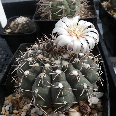 Gymnocalycium moserianum 23021901.JPG