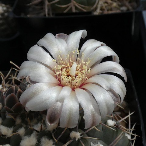 Gymnocalycium moserianum 23021902.JPG