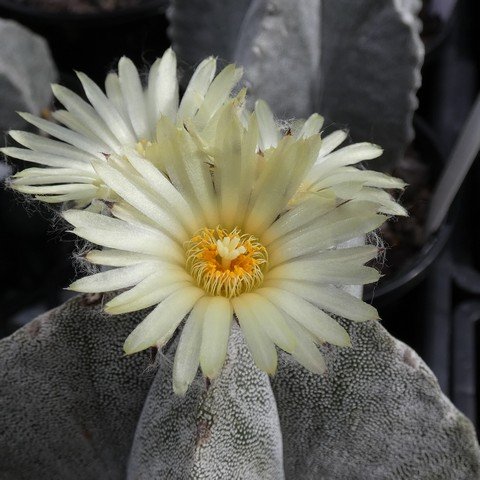 Astrophytum myriostigma var columnare 04 23021902.JPG