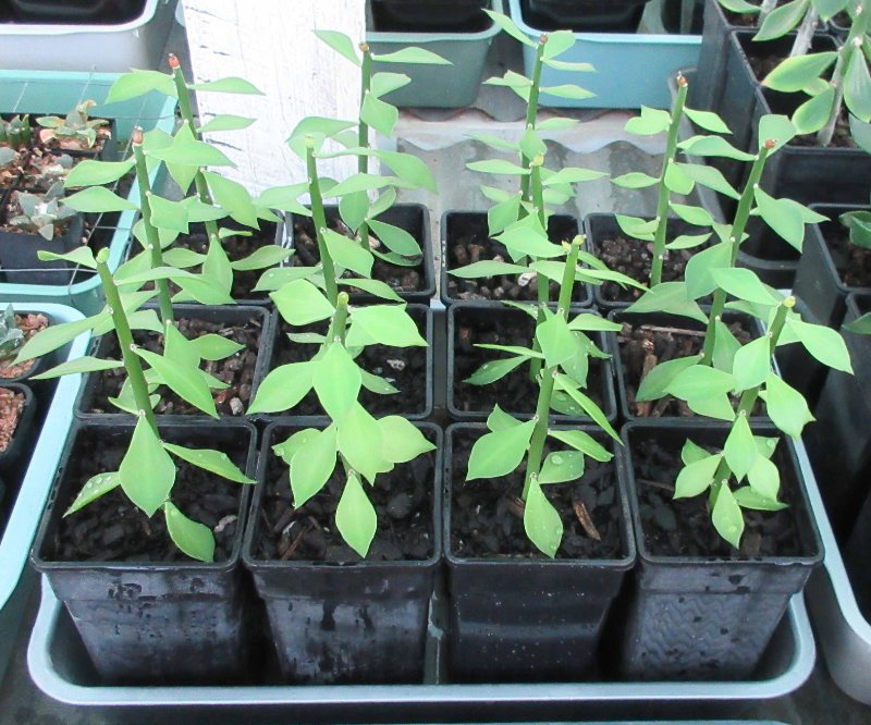 Grafted cauliflowers