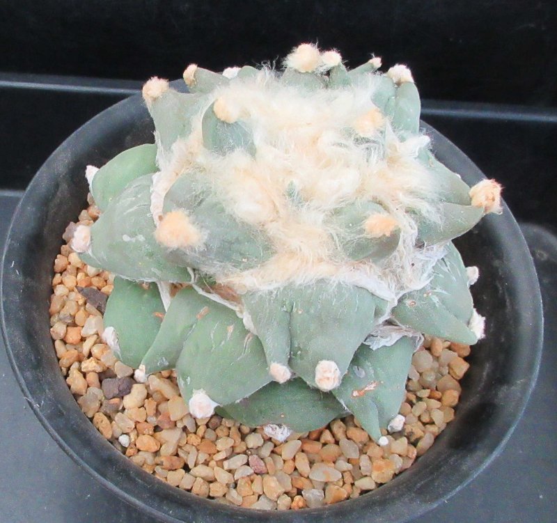 A.  furfuraceus with duotubercles