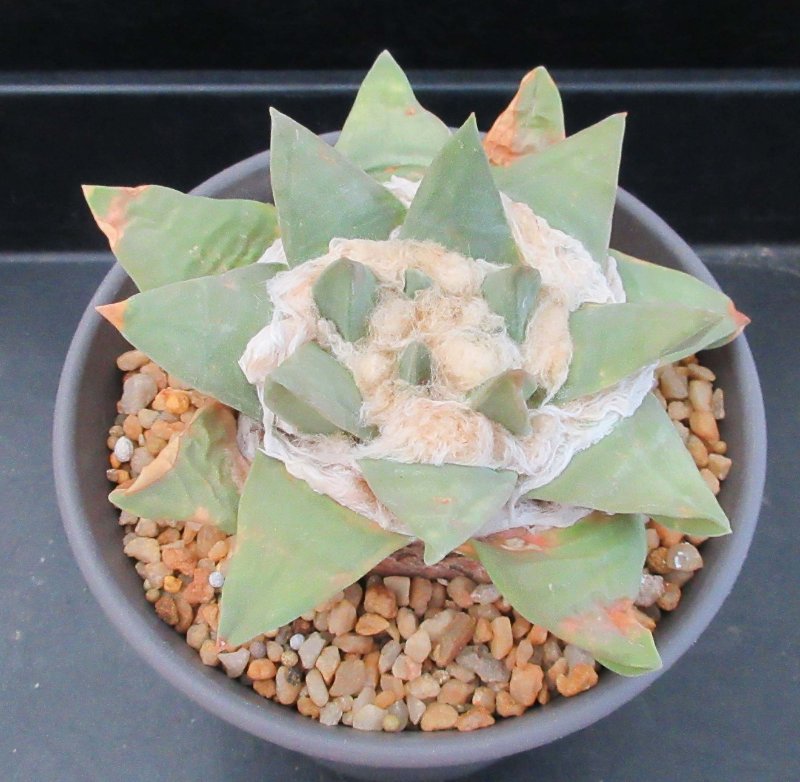 Updated photo of Ariocarpus with problem