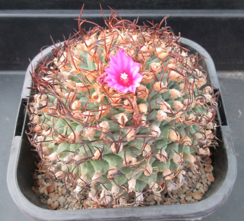 Turbinicarpus alonsoi